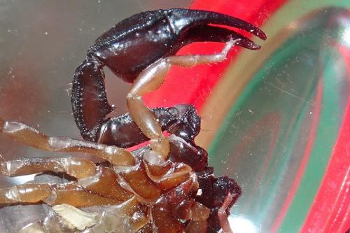 Euscorpius flavicaudis